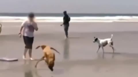 So funny video Dog