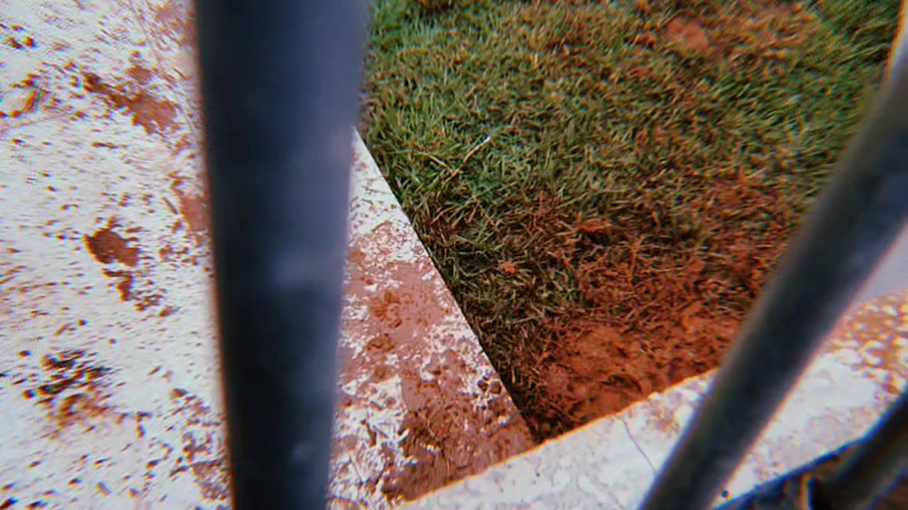 Dogs Make A Mess Of The Yard