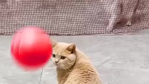 Funny cats compilation #cute #cats #tiktok #funny #viral