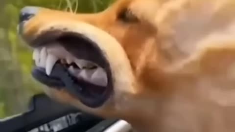funny animals