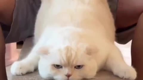 Funny cat