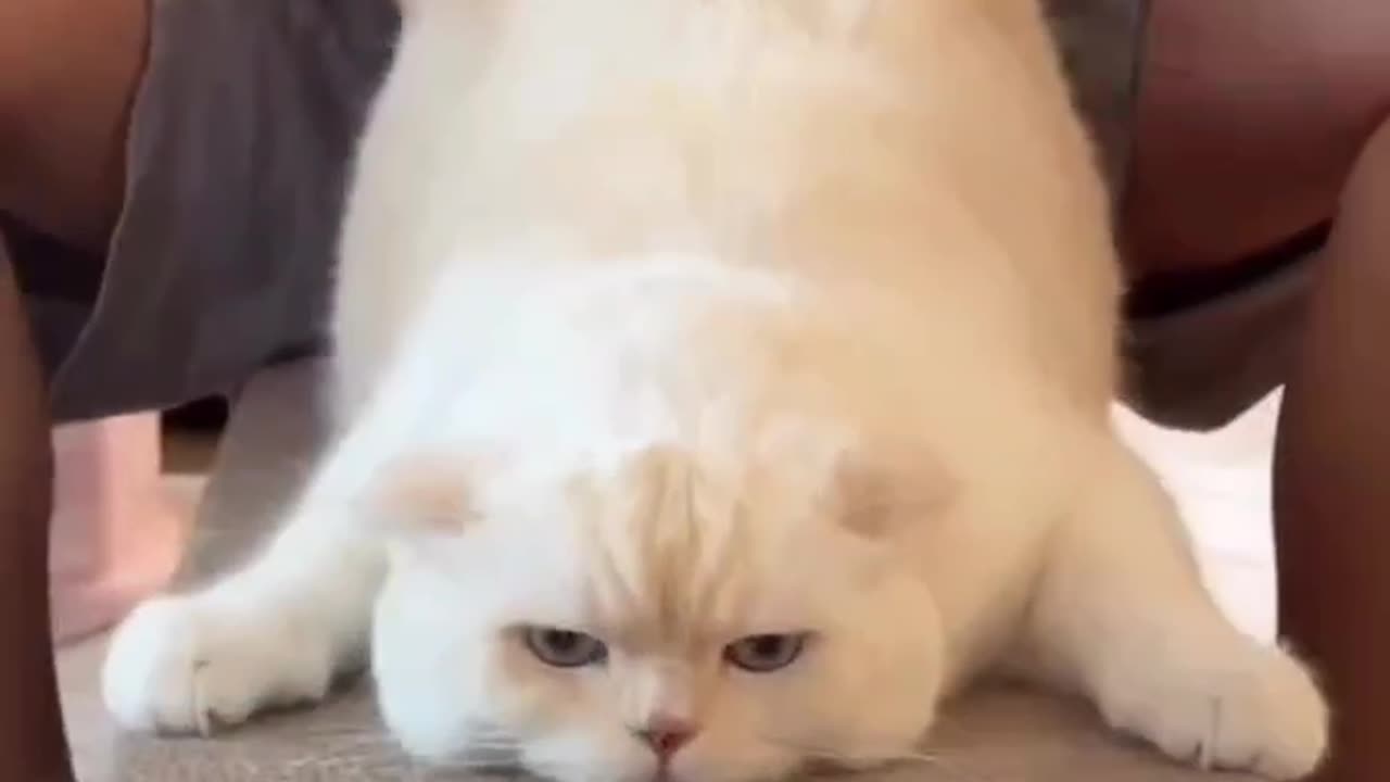 Funny cat