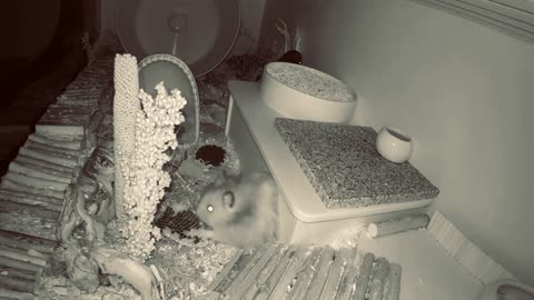 Hamster harvest sunflower seeds-2