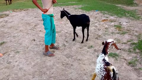 A boy prepares a goat how to be pregnant.