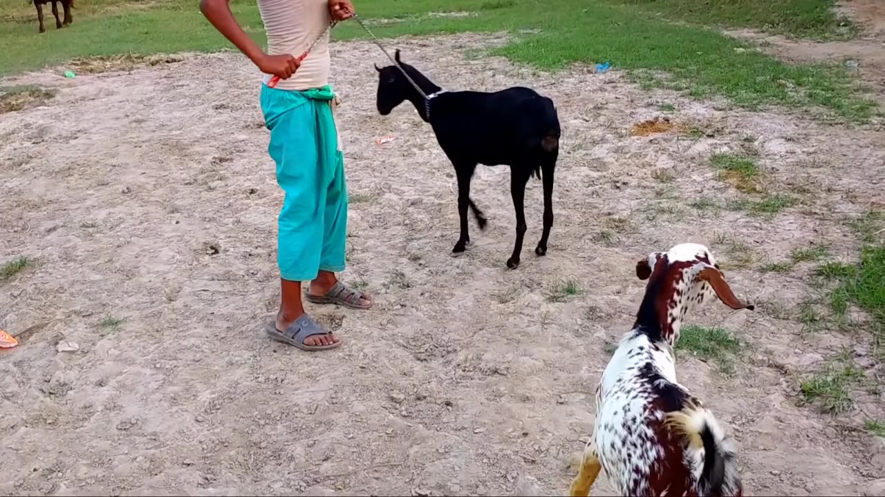 A boy prepares a goat how to be pregnant.