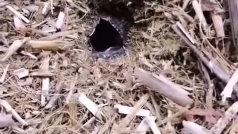 Look pretty scary, in fact it is ......