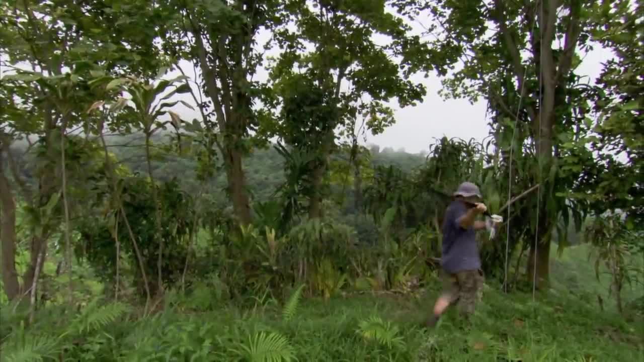 Pterosaurs Papua New Guinea