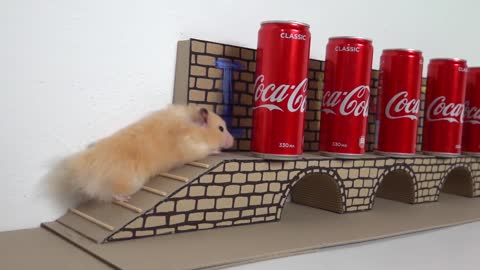 My Funny Pet Hamster takes on the COCA COLA Obstacle Course