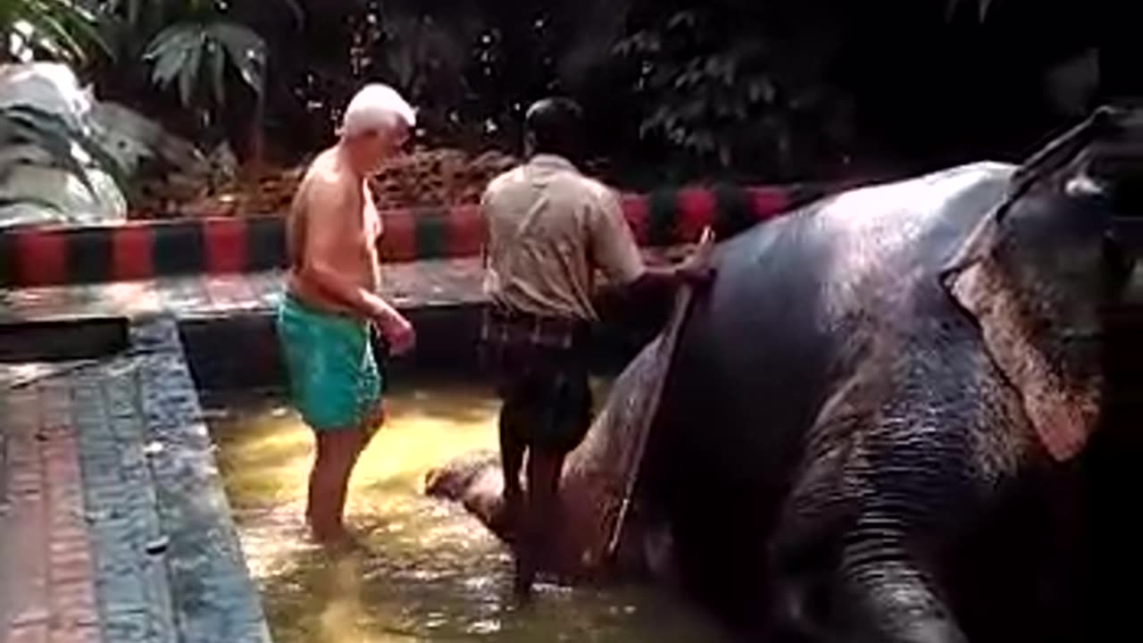 Elephant gives shower bath to old man