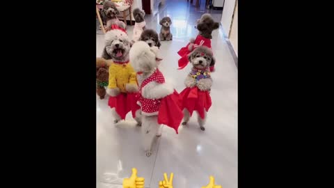 funny animals