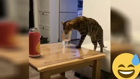 New Funny Animals, Funniest Cats and Dogs Videos 88