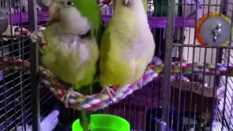 This is a video of two birds singing the same song as their breeder