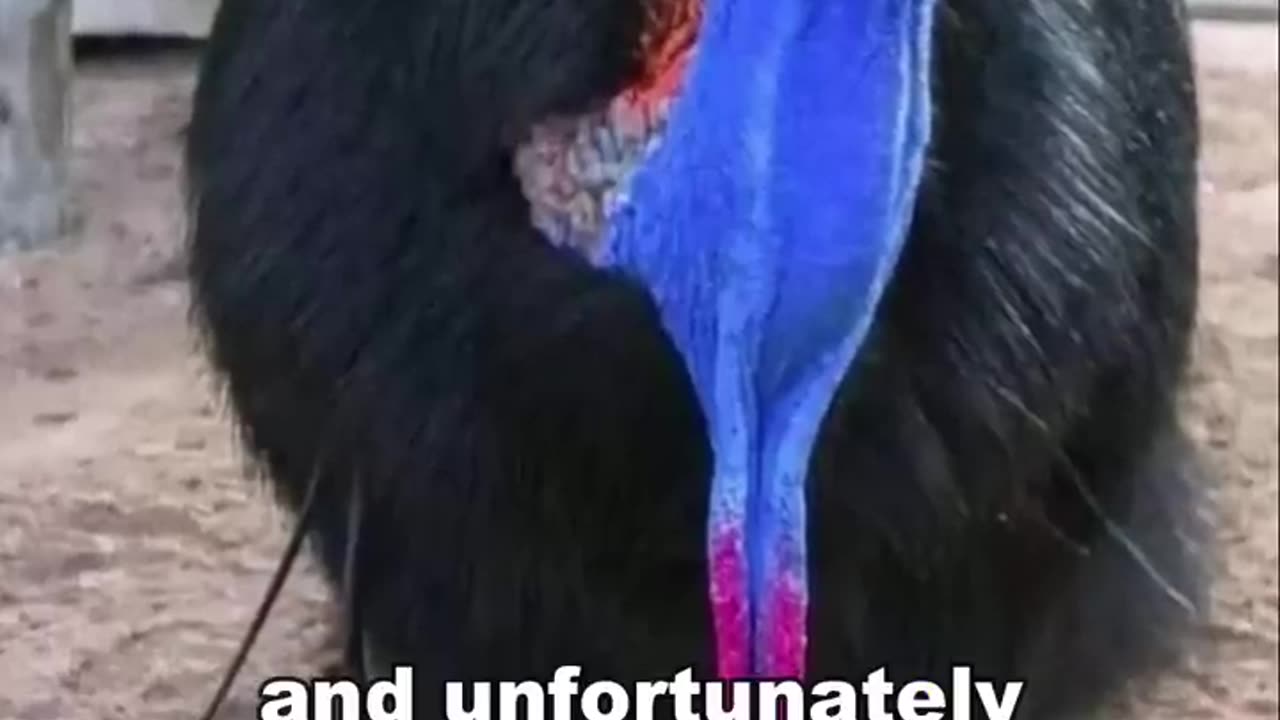 Cassowary | The Deadliest Birds