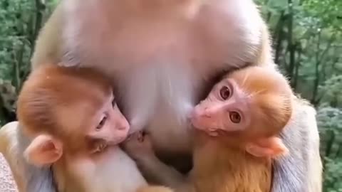 Monkey mother