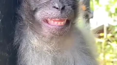 funny monkey