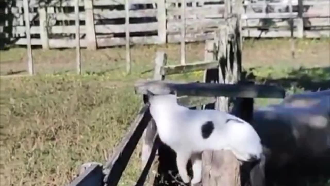 Counting the sheep.. 😅