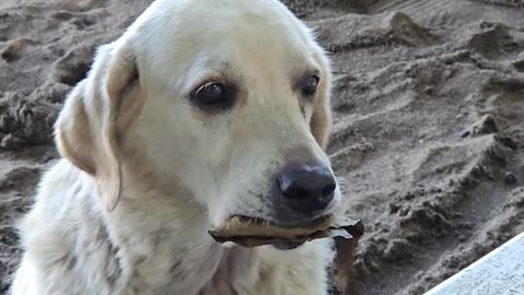 Dog Trades Leaf for a Treat
