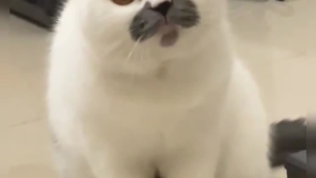 A little cat with a beard
