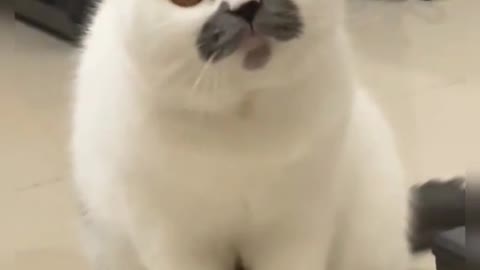 A little cat with a beard