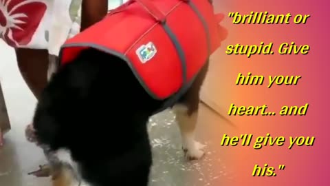 Try Not to Laugh CHALLENGE | Funny Dogs | funny dog videos