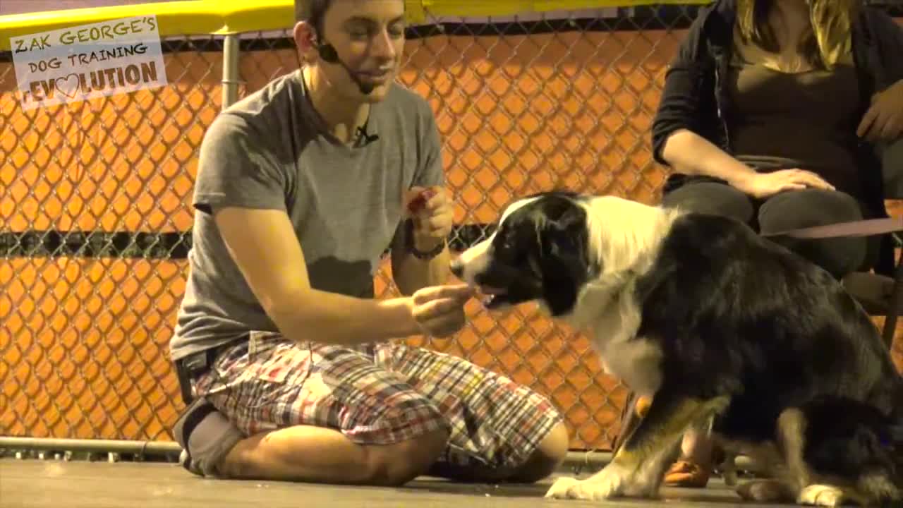 How to train any dog to your will