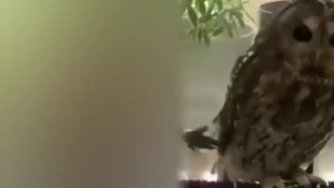 Funniest Animals Ever on Febuary