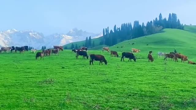 Today, we officially start the Ili Grassland Tour to accompany you to see the grasslands!