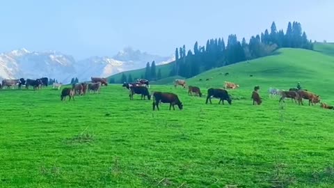 Today, we officially start the Ili Grassland Tour to accompany you to see the grasslands!