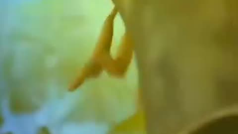 Cartoon video
