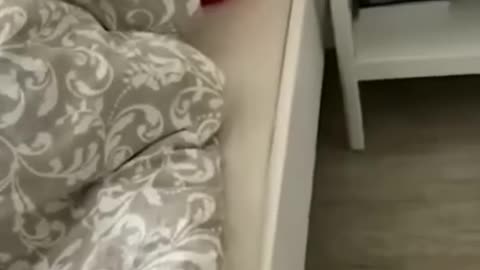 Cute and Funny Animal Video😂|| Funniest Viral Puppy Cat clips😹|| #shorts video #funny animals #cats