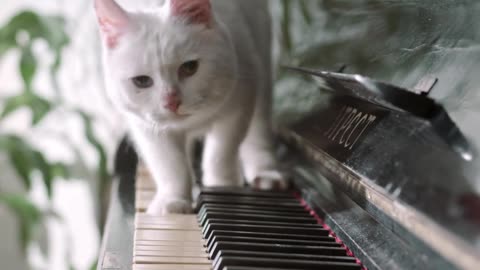 Baby Cat on Piano 😍 #India #Cat