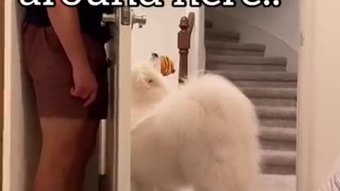Game playing with my dog