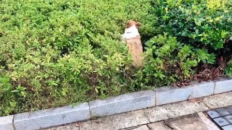Flying Self's Short Legs