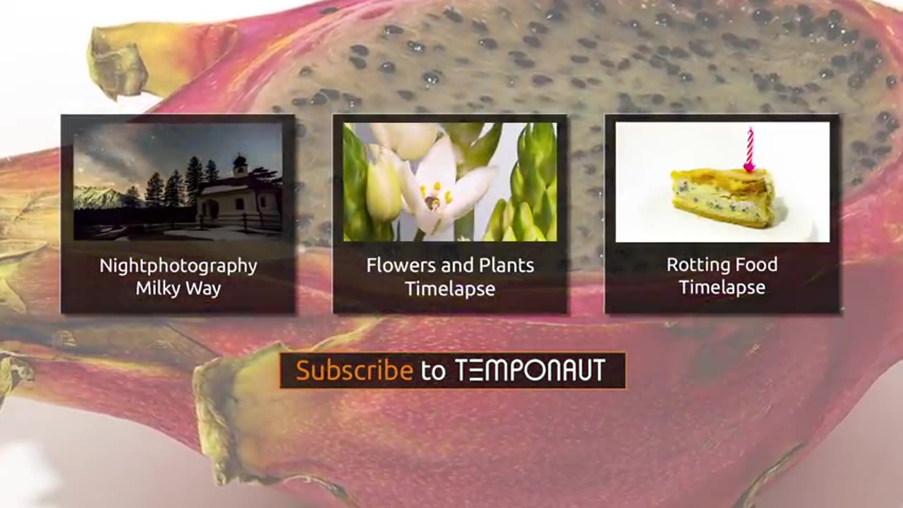 Dragon Fruit Time Lapse (Pitaya)