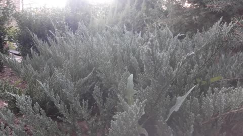 Juniper sprigs