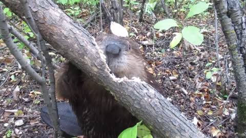 Beaver chews through tree limb: close up footage: See how beavers do it!