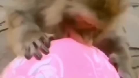 Funny video new cute video