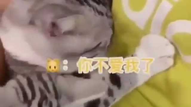 A sense of a cat