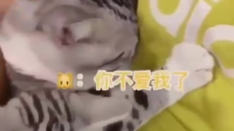 A sense of a cat
