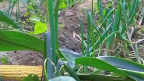 Cut animal rabbit as pet video || Rabbit Farming 🧺🌾 in india || Indian rabbit