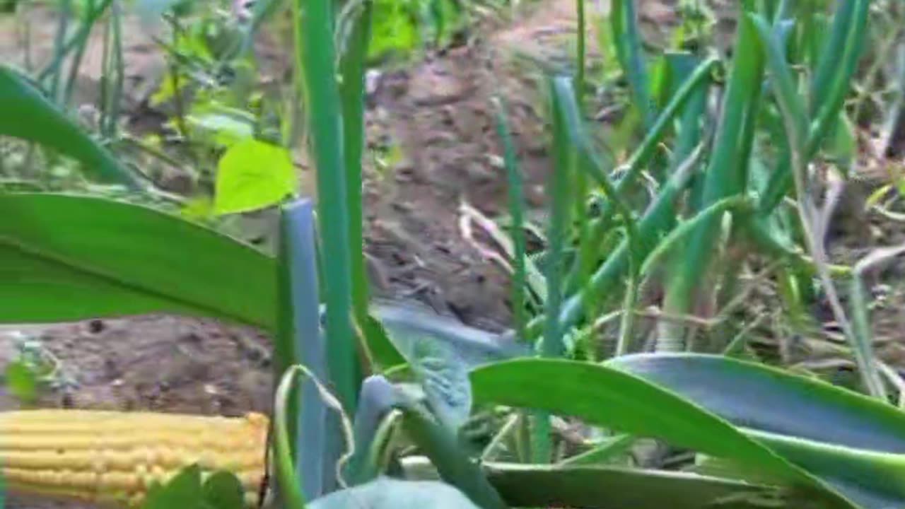 Cut animal rabbit as pet video || Rabbit Farming 🧺🌾 in india || Indian rabbit