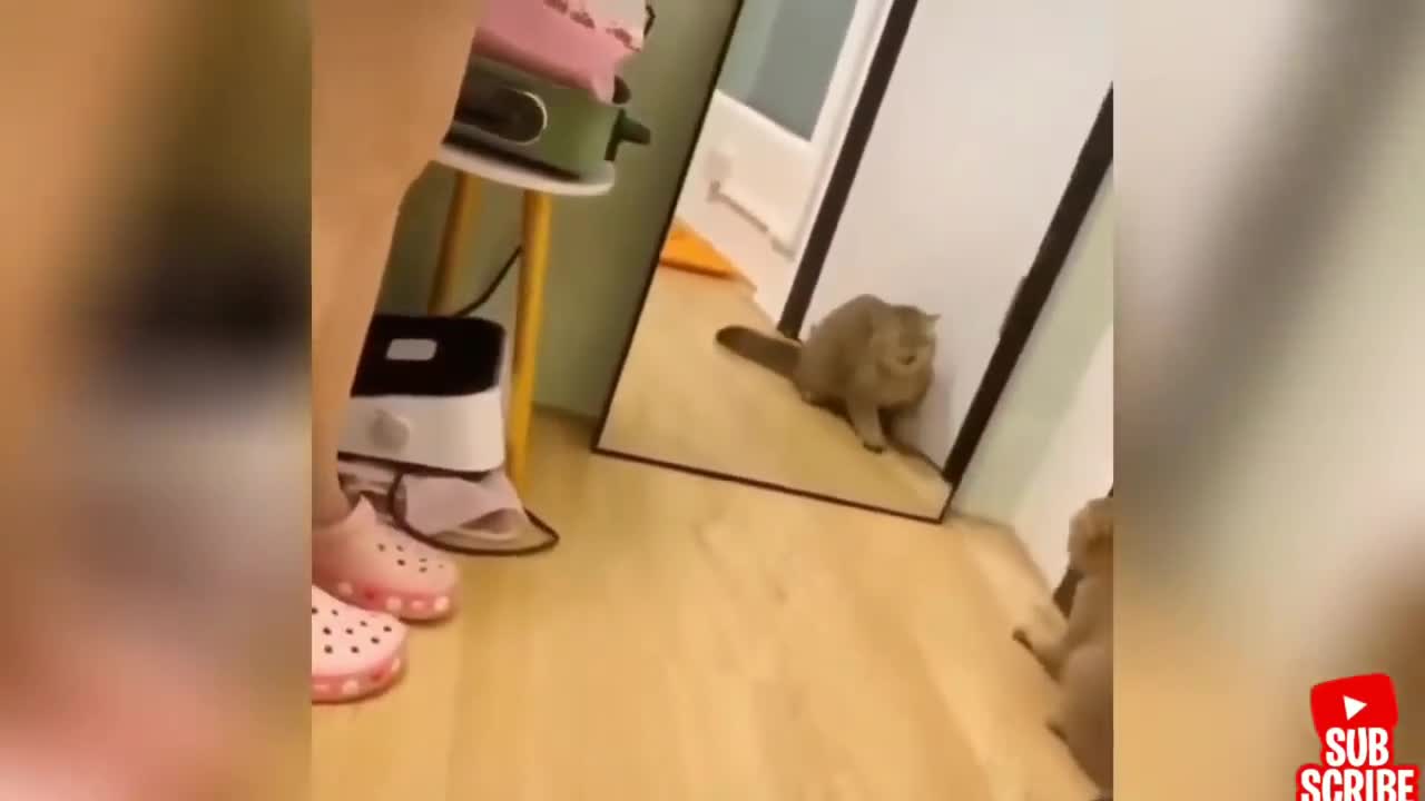 Funny Tiktok vodeos