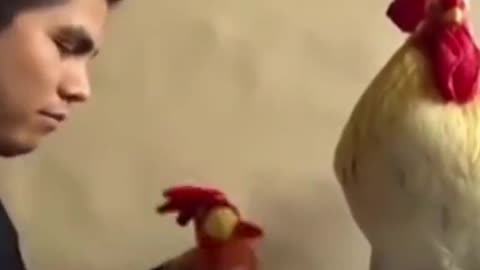 funny animals