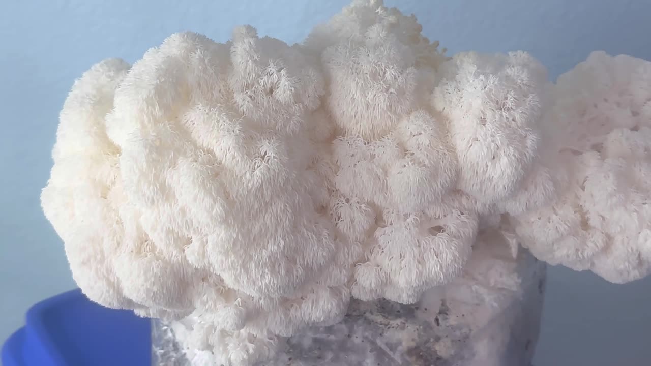 Massive lions mane #mushroom from grow kit