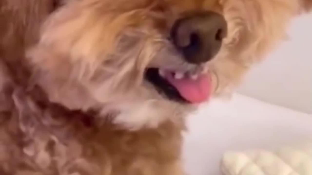 Funny dog