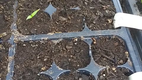 Cluckin Buk Greenhouse 4/4/23