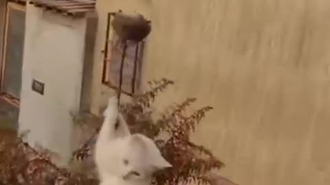 FUNNY ANIMALS 😄HUB,FUNNY ANIMALS CLUB YOUTUBE, 🤣, FUNNY ANIMALS DANCING 💃😄, FUNNY ANIMALS FIGHTING 😄