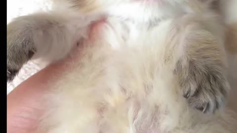 Funny Animal Videos 2022 Best Dogs And Cats Videos 😺😍 #shorts #55 #2 #animalplanet #cats #funny