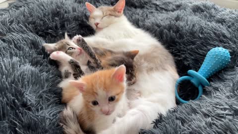 Mom Cat and Tiny Kittens Love their Best Friend Golden Retriever