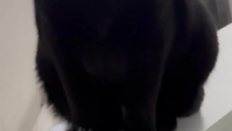 Adopting a Cat from a Shelter Vlog - Cute Precious Piper Makes a Great Animated Figurine #shorts